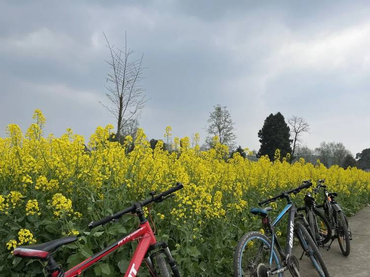 大邑春日賞花指南請您查收