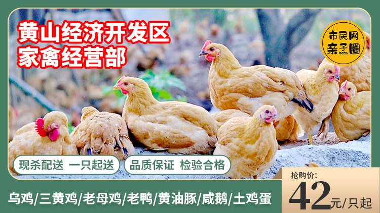 【休宁、屯溪送货上门】活禽现杀现送!三黄鸡59.9元/2只、土鸡蛋54元/60个!过年啦,左手鸡、右手鸭安排~